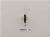 藏品(直翅目(3))的圖片